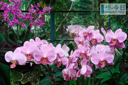 Guangzhou Orchid garden